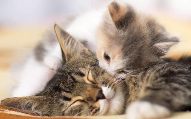 Giải mã giấc mơ thấy mèo đánh con gì để gặp vận may lớn